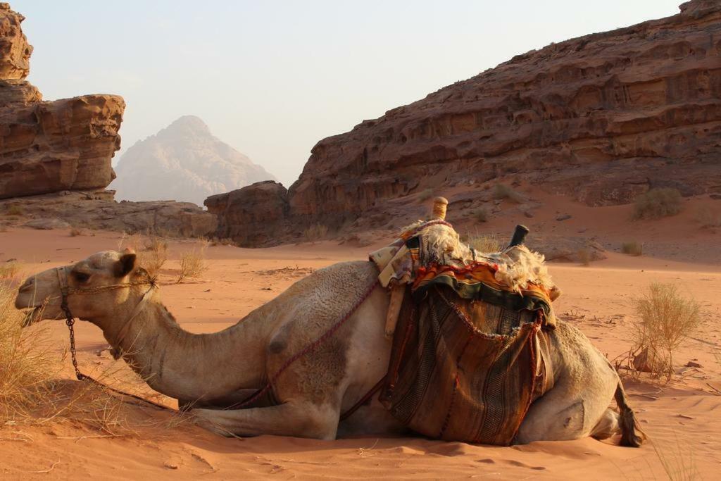 Moon City Camp Acomodação com café da manhã Wadi Rum Exterior foto